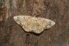 Stegania cararia
